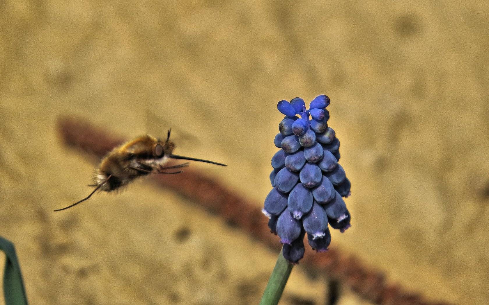 Ancora Bombylius (questo ho)